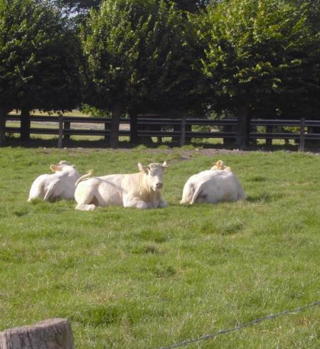 viande bovine